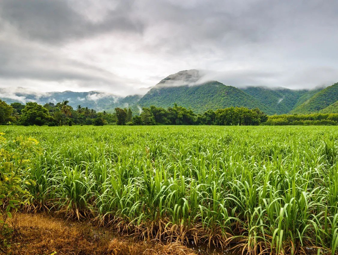 Lush green field irrigated by recycled water