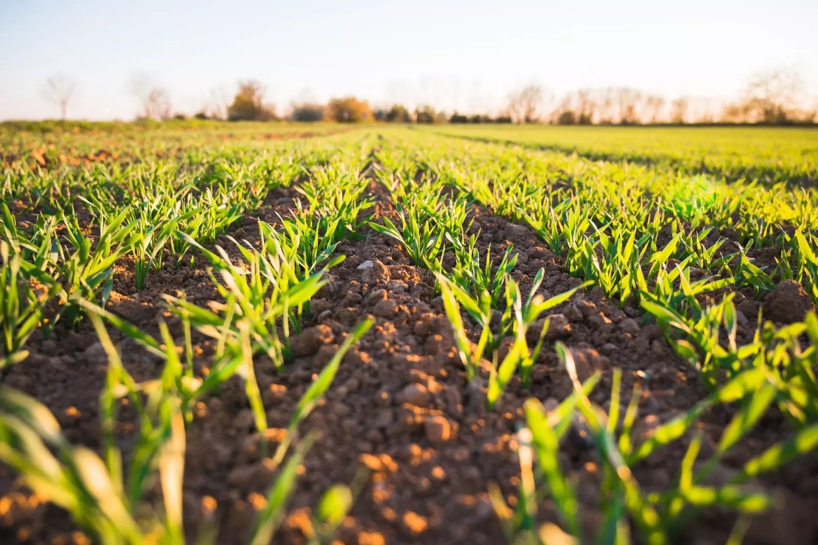 Clean water being used for agriculture